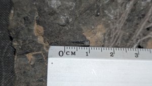 Orthoceratoid - ~1cm. Some chambers visible due to breakage