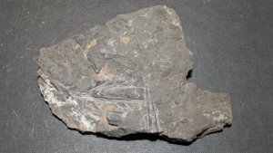 Orthoceratoids of different sizes