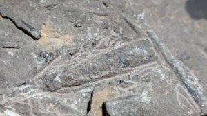 Orthoceratoids of different sizes