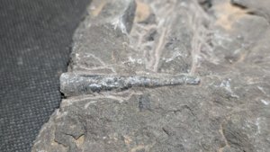 Orthoceratoid