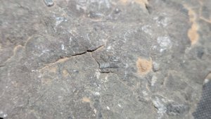 Small orthoceratoid - 5 chambers visible due to breakage