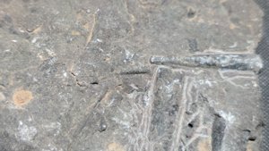 Orthoceratoids of different sizes