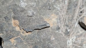 Orthoceratoid - Some chambers visible due to breakage