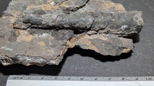 Orthoceratoid - ~10cm