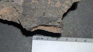 Orthoceratoid - 2-3cm