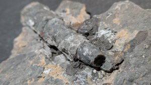 Orthoceratoid - The tip is broken