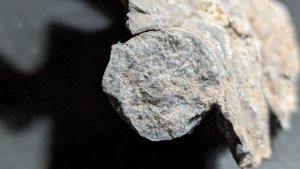 Orthoceratoid - Cross-section. The siphuncle is faintly visible