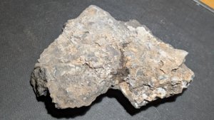 Orthoceratoid - Back side