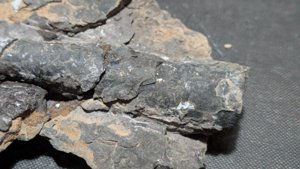 Orthoceratoid - Two walls of the internal chambers are faintly visible