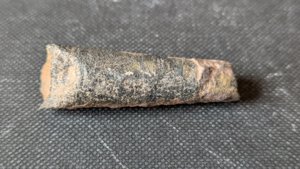 Orthoceratoid - 3-4cm. The chamber walls are faintly visible.