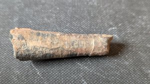 Orthoceratoid - 3-4cm. The chamber walls are faintly visible.