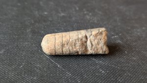 Orthoceratoid - ~3cm. The fracture reveals the wavy sutures between the chambers very clearly.