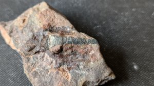 Orthoceratoid - 1-2cm. The chamber walls can be seen.