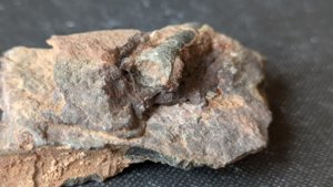 Orthoceratoid - 1-2cm. The siphuncle can be seen.