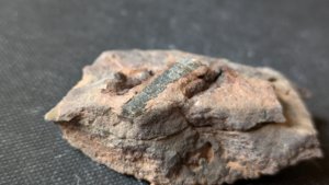 Orthoceratoid - 1-2cm.