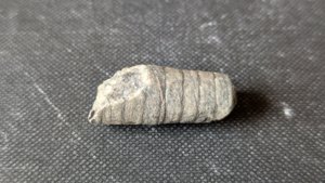 Orthoceratoid - 2-3cm. The chamber walls can be seen.