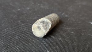 Orthoceratoid - 2-3cm. The siphuncle and the chamber walls can be seen.