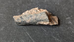 Orthoceratoid - 2-3cm.