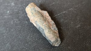 Orthoceratoid - 2-3cm.