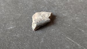 Orthoceratoid - ~1cm.