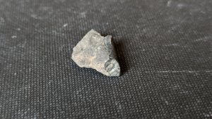 Orthoceratoid - ~1cm. Cross-section