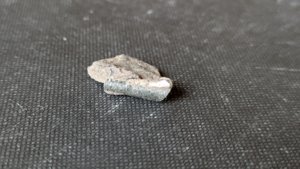 Orthoceratoid - ~1cm.
