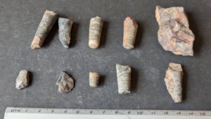 Orthoceratoid fragments of various sizes