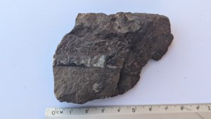 Fragment of orthoconic cephalopod - Measurement ~4cm