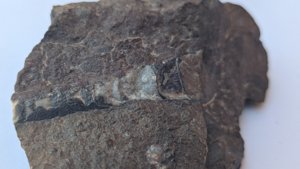 Fragment of orthoconic cephalopod