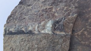 Fragment of orthoconic cephalopod