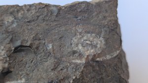 Ammonoid