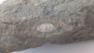 Ammonoid