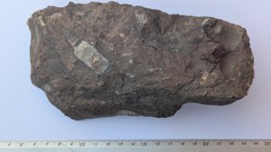 Orthoconic cephalopod - Measurement ~6-7cm