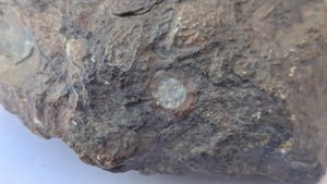 Ammonoid