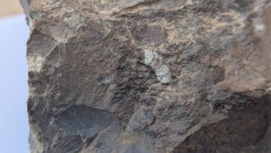 Unknown cephalopod