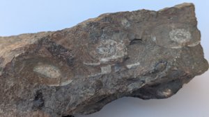 Ammonoids and orthoconic cephalopod
