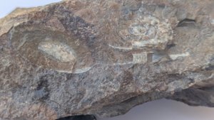 Ammonoids and orthoconic cephalopod