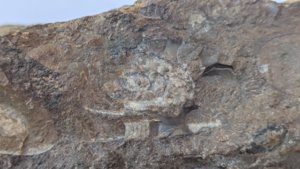 Ammonoids and orthoconic cephalopod