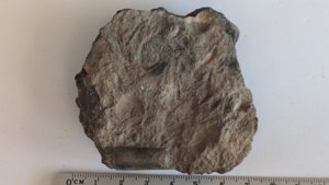 Orthoconic cephalopod - Measurement ~2cm