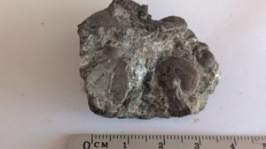 Ammonoids - Measurement ~1cm & 0.5cm