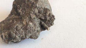 Orthoconic cephalopod - repaired