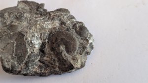Ammonoids