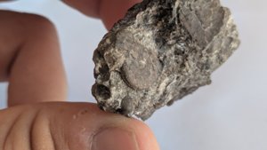 Ammonoids
