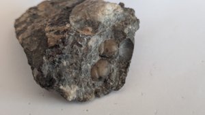 Ammonoids