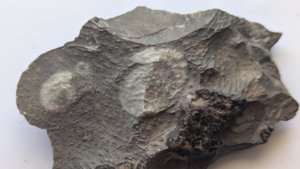 Ammonoidea, cross-section