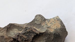 Ammonoidea, cross-section
