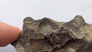 Ammonoidea, cross-section