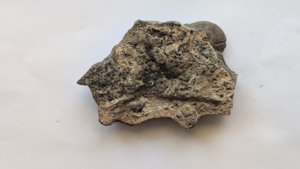 Ammonoid