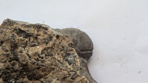 Ammonoid