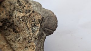 Ammonoid
